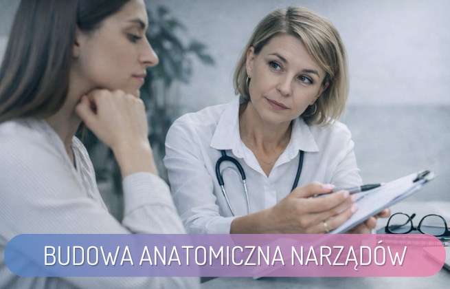 budowa anatomiczna narządów - wady, badania, co po poronieniu