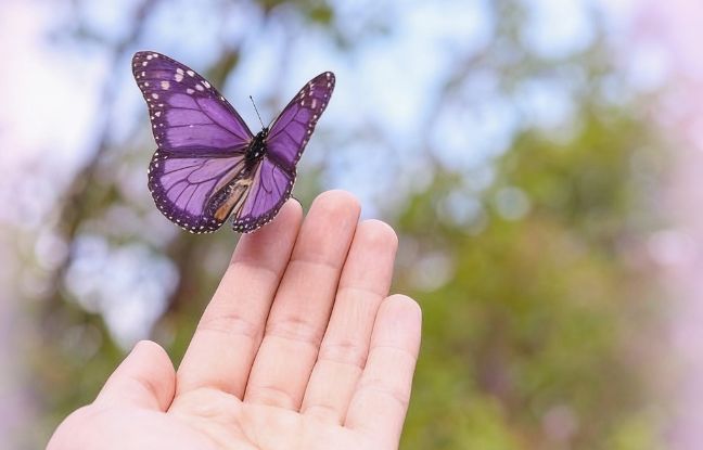 wasze historie po poronieniu - motyl w dłoni