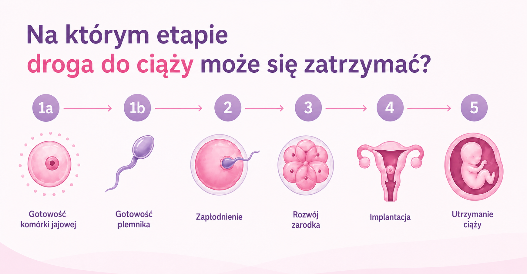 na ktorym etapie ciaza może się zatrzymac