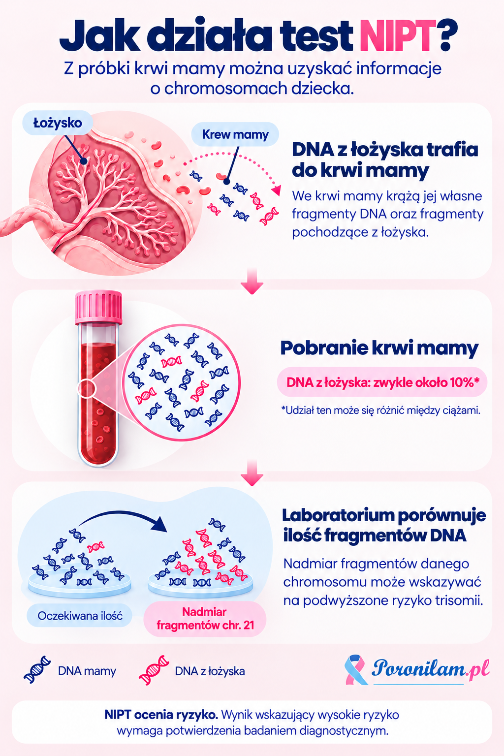 Jak działa test NIPT: DNA z łożyska trafia do krwi mamy, a laboratorium analizuje jego fragmenty, aby ocenić ryzyko zmian chromosomowych u dziecka.