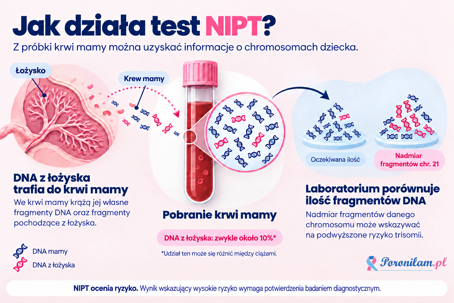 Jak działa test NIPT: DNA z łożyska trafia do krwi mamy, a laboratorium analizuje jego fragmenty, aby ocenić ryzyko zmian chromosomowych u dziecka.